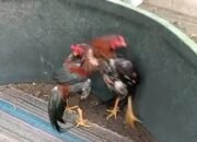 Warga Resah, Sabung Ayam di Demoro Purwodadi Buka Lagi
